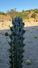 Close view of Stenocereus beneckei white farina coating and dark brown spines