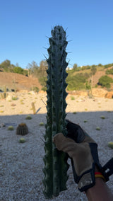 Full view of an 18 inch Stenocereus beneckei chalk cactus cutting