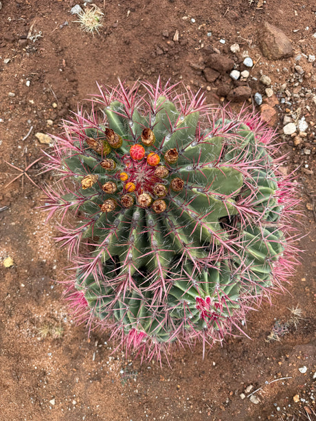Ferocactus pilosus - Mexican Lime Cluster