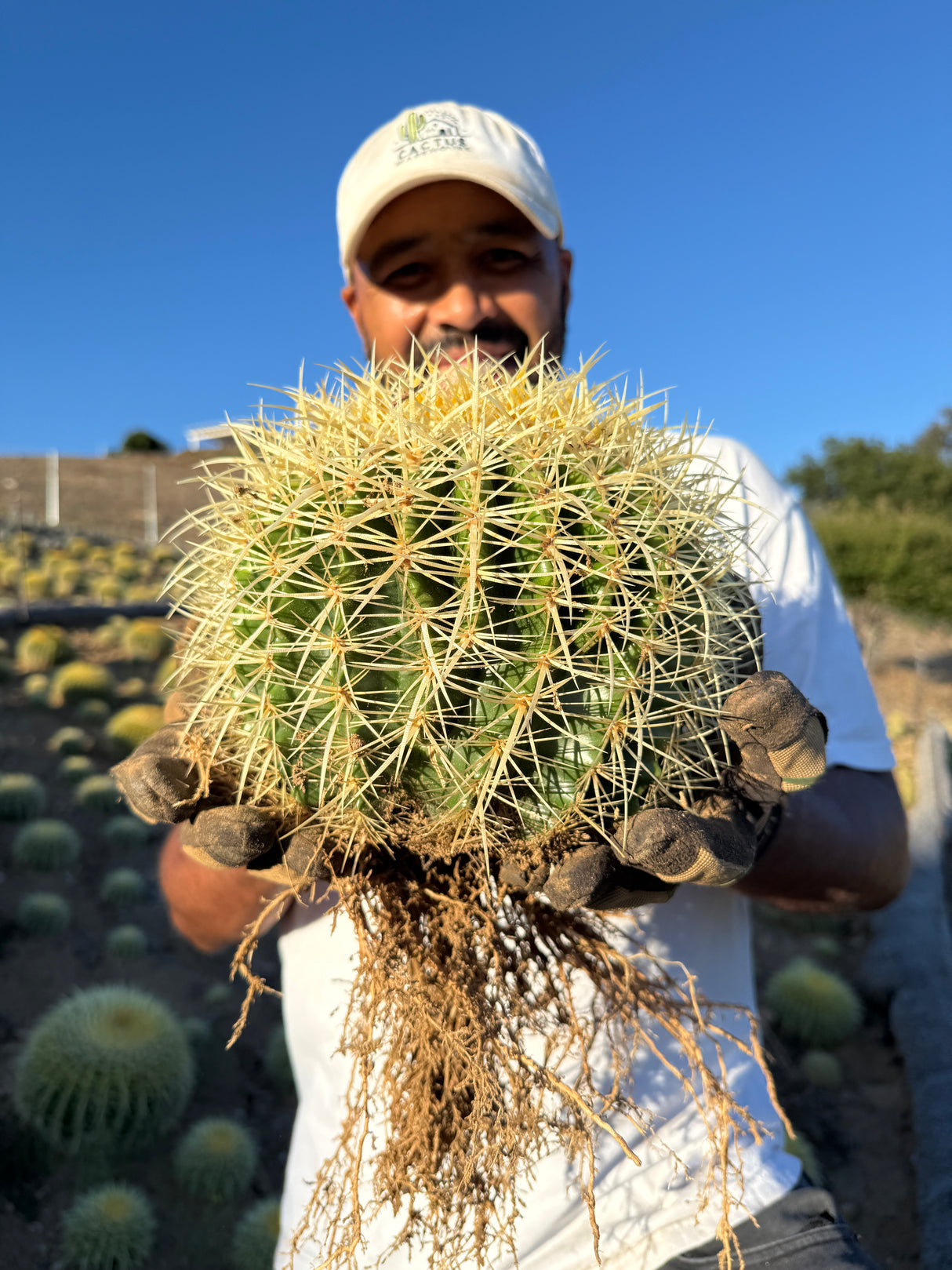 Golden Barrel Cactus - Echinocactus Grusonii