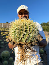 Golden Barrel Cactus - Echinocactus Grusonii