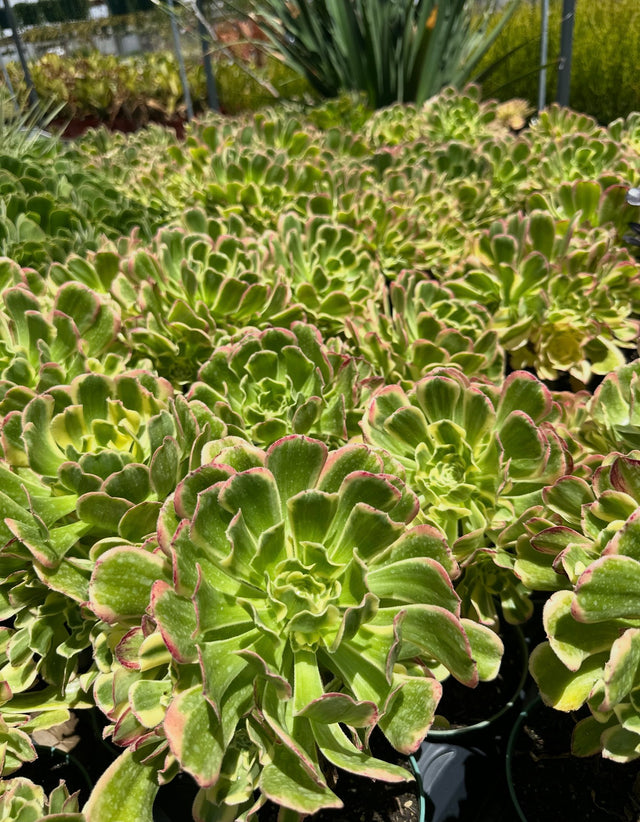 Variegated Tree Aeonium (Aeonium arboreum 'Luteovariegatum') growing at the nursery, 6" size