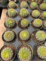 Lobivia kermesina (Echinopsis mamillosa) globular cacti with fine white spines in 4 inch nursery pots
