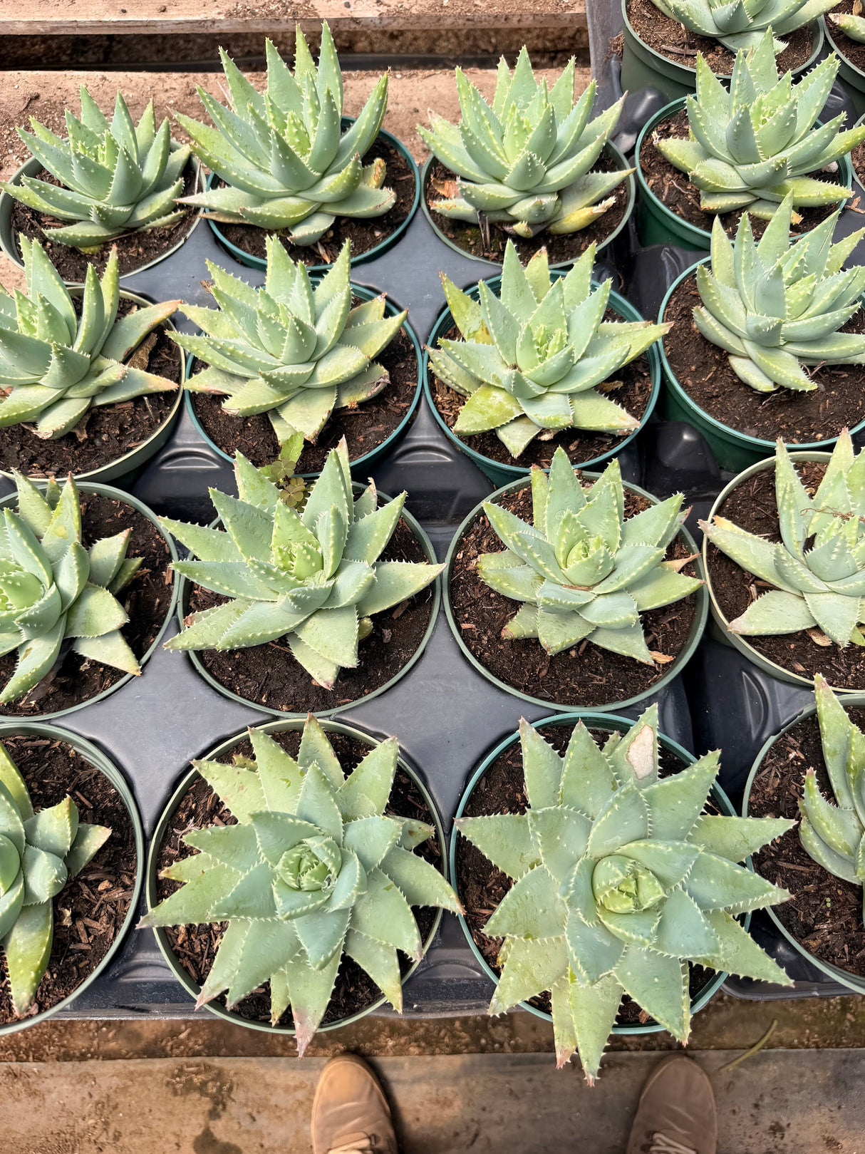 Crocodile Aloe (Aloe brevifolia) growing at the nursery, 6" size