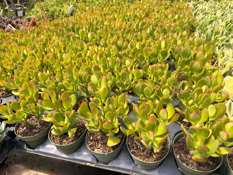 Jade Plant (Crassula ovata) growing at the nursery, 4" size