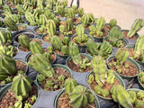 Tanzanian Zipper Plant (Euphorbia anoplia) nursery crop in 4 inch pots, thick ribbed stems with zipper-like banding