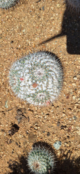 Owl's Eye Cactus Cluster - Mammillaria parkinsonii