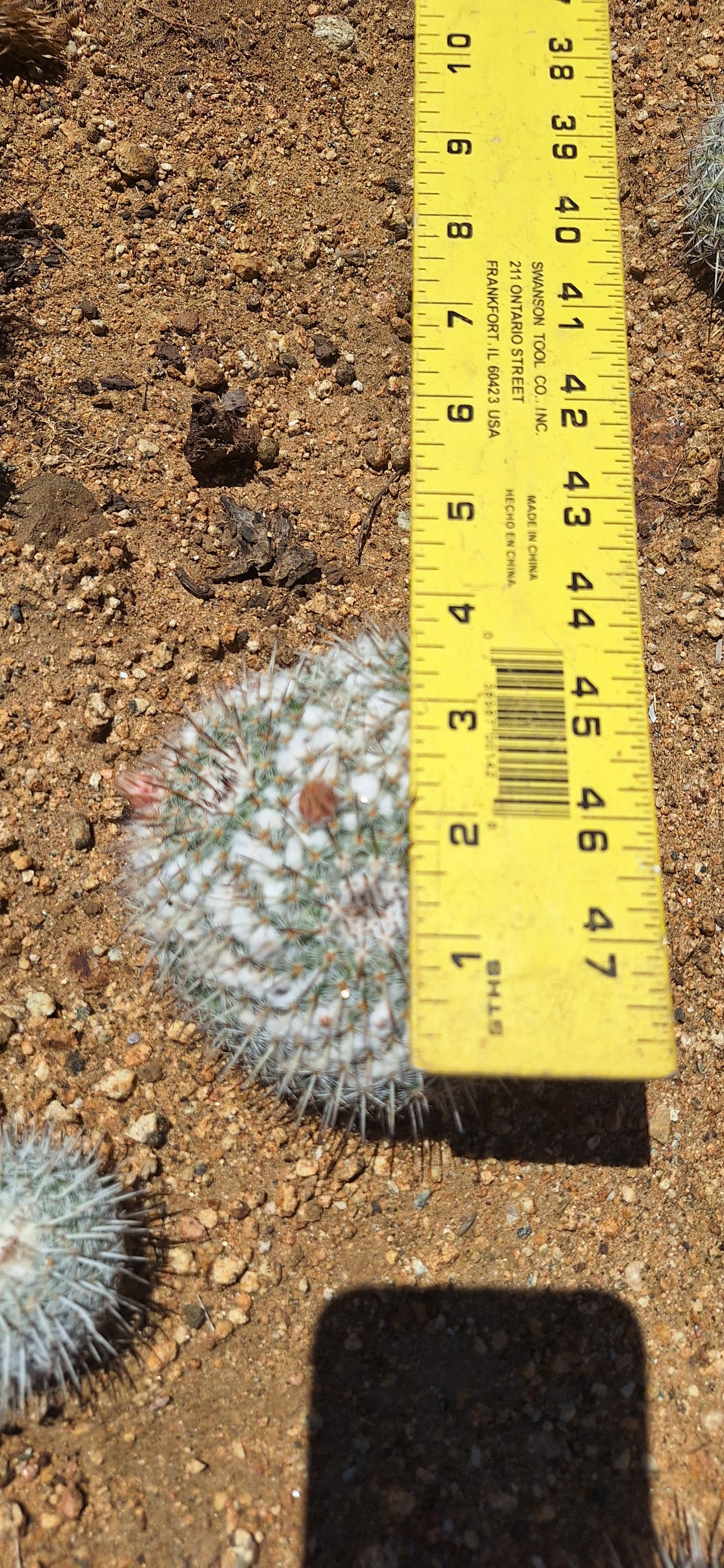 Owl's Eye Cactus Cluster - Mammillaria parkinsonii