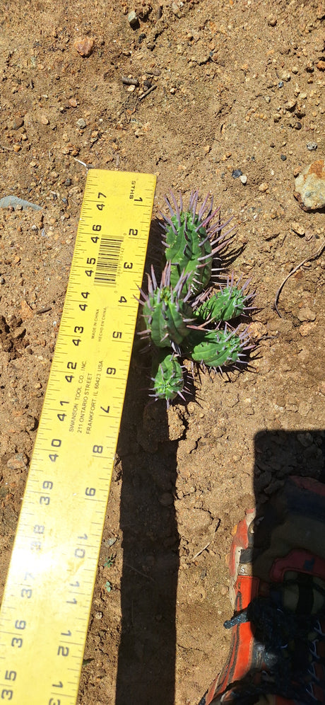 Euphorbia Ferox (Pincushion Euphorbia)  7 node- Euphorbia Ferox