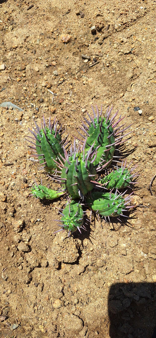 Euphorbia Ferox (Pincushion Euphorbia)  7 node- Euphorbia Ferox