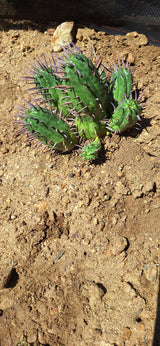Euphorbia Ferox (Pincushion Euphorbia)  7 node- Euphorbia Ferox