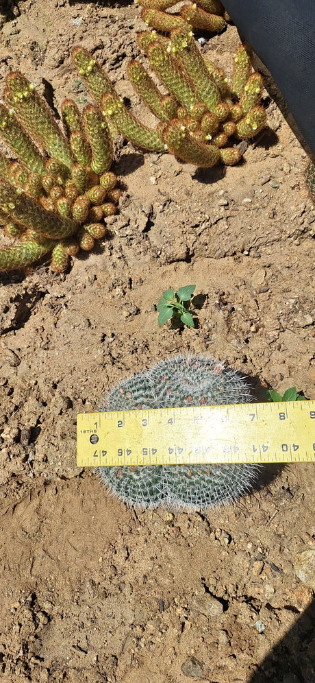 Owl's Eye Cactus Cluster - Mammillaria parkinsonii