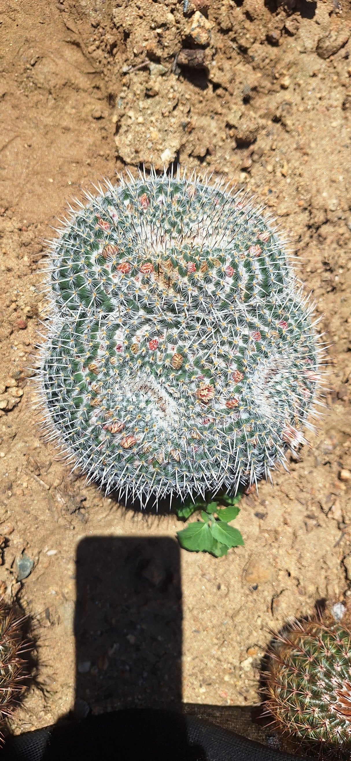 Owl's Eye Cactus Cluster - Mammillaria parkinsonii