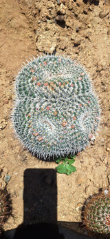 Owl's Eye Cactus Cluster - Mammillaria parkinsonii