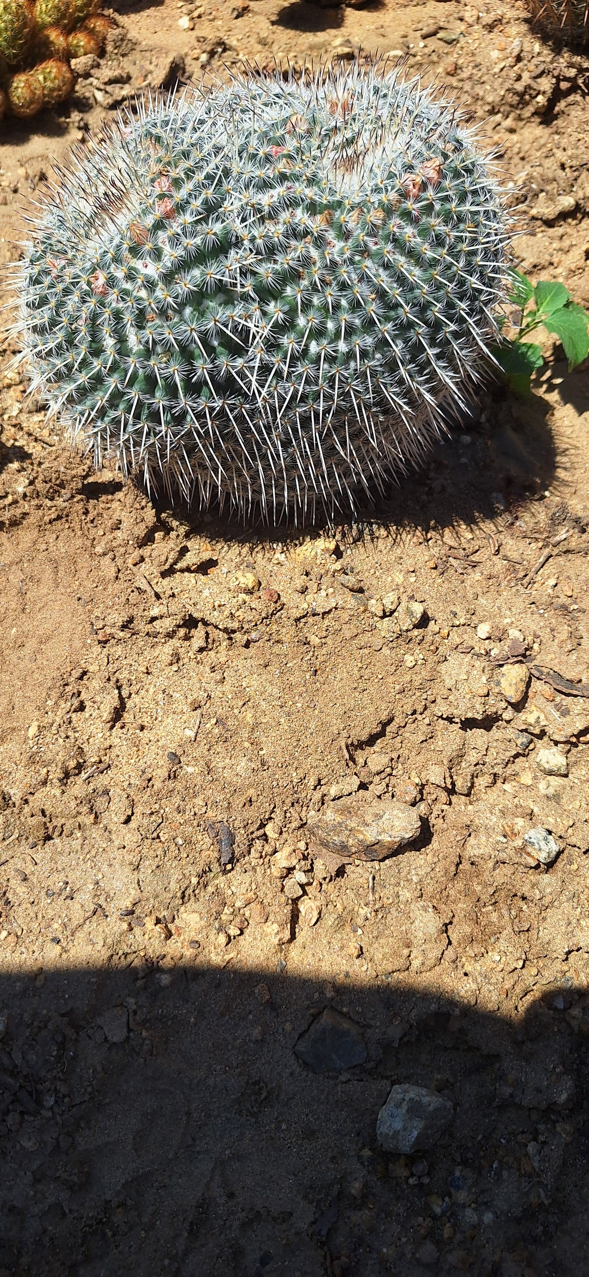 Owl's Eye Cactus Cluster - Mammillaria parkinsonii