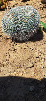 Owl's Eye Cactus Cluster - Mammillaria parkinsonii