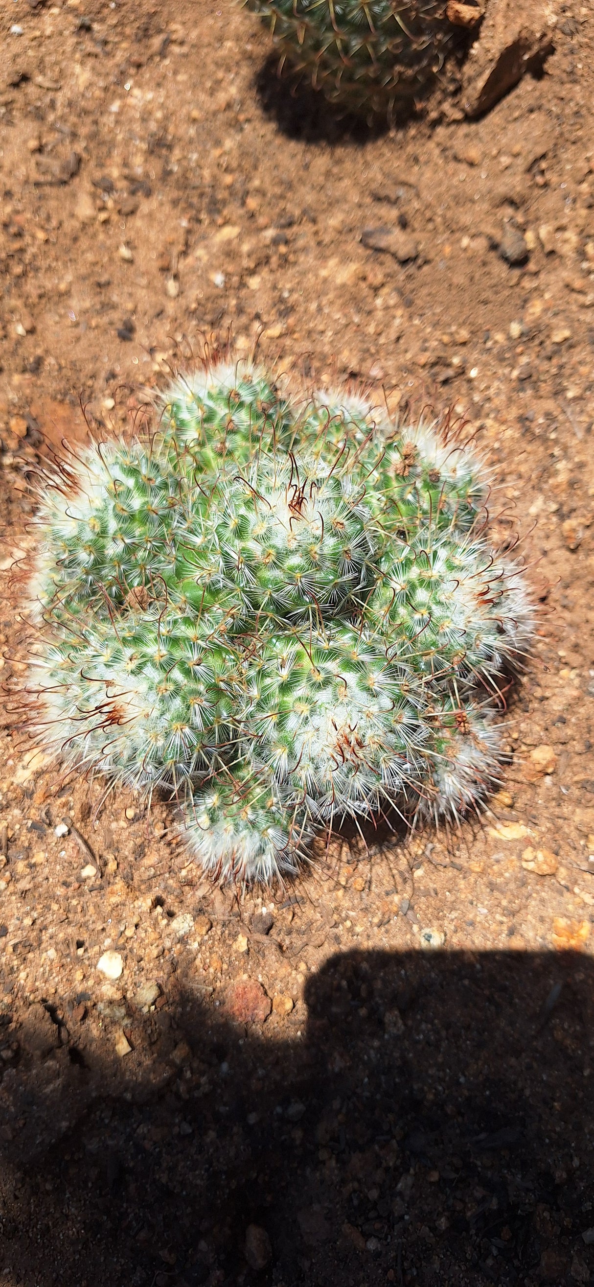 Mammillaria - bombycina Cluster