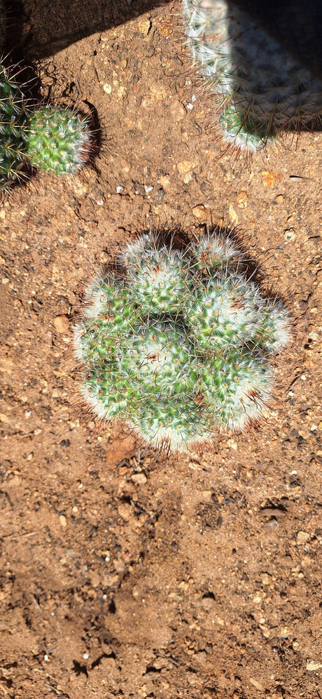 Mammillaria - bombycina Cluster