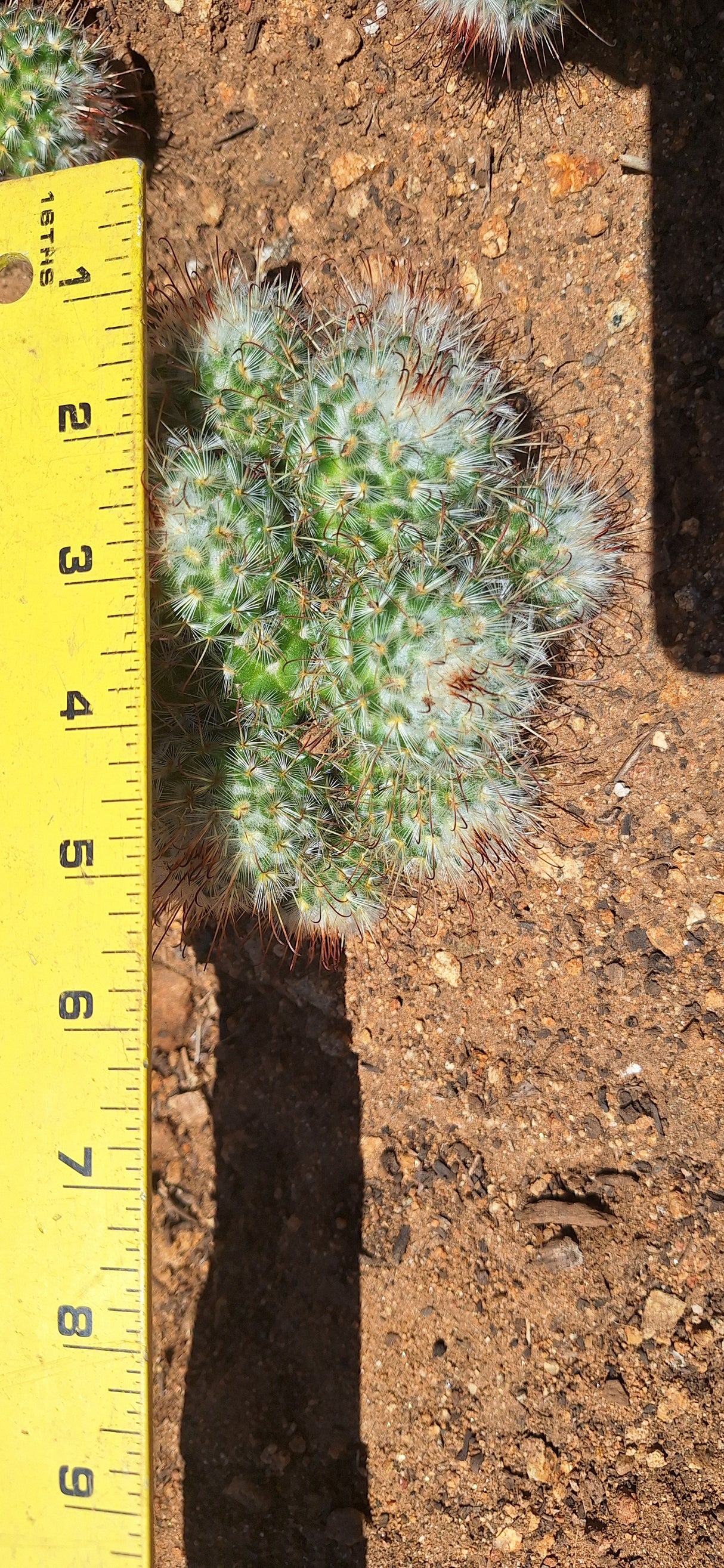 Mammillaria - bombycina Cluster