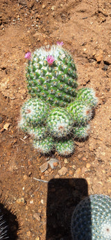 Mammillaria Bombycina  9 Clump Cluster