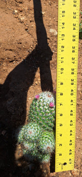 Mammillaria Bombycina  9 Clump Cluster