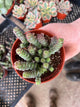 Crassula & Jade