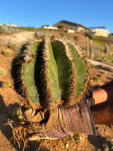 Notocactus magnificus - Parodia magnifica, Ball Cactus