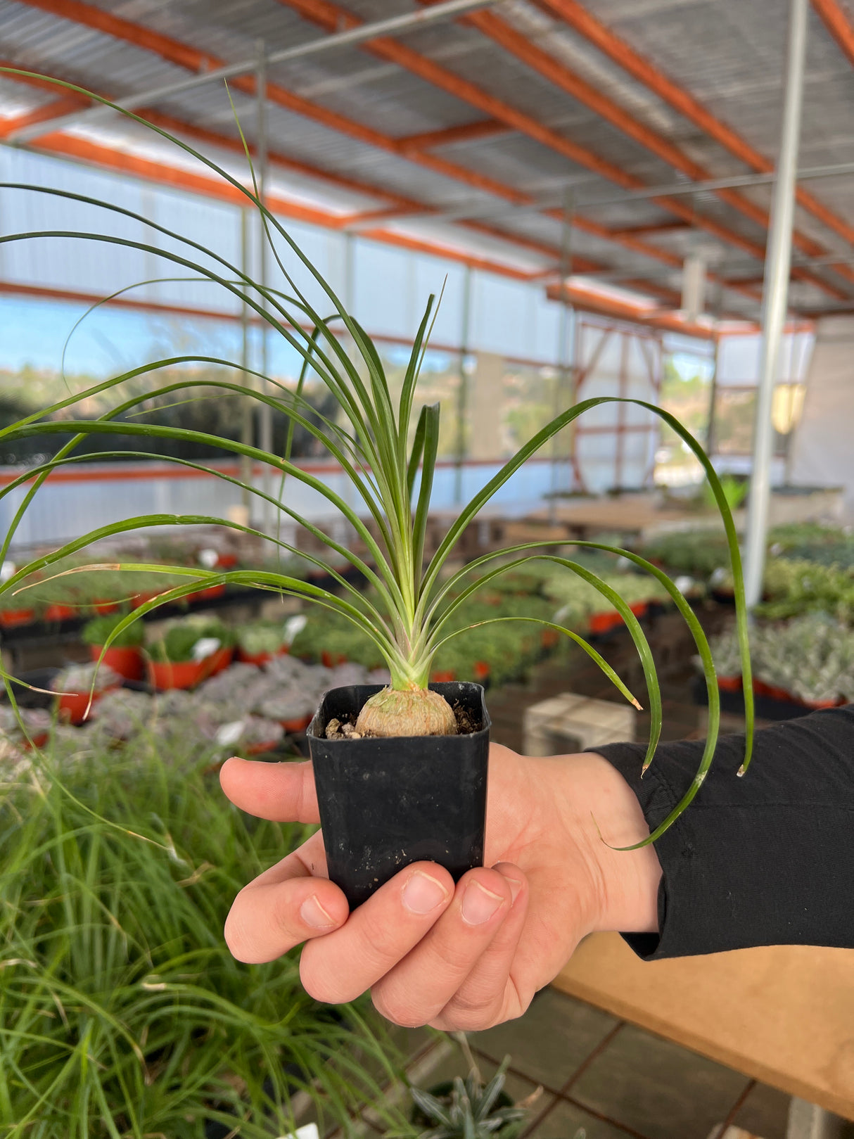 Ponytail Palm - Beaucarnea Recurvata