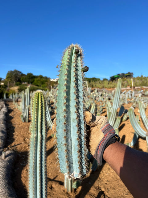 Brazilian Blue Cactus - Pilosocereus Azureus