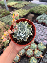 Echeveria 'Blue Atoll' - Echeveria