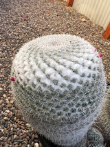 Mixed Mammillaria Hahniana 4-Pack Cluster - Mammillaria Hahniana