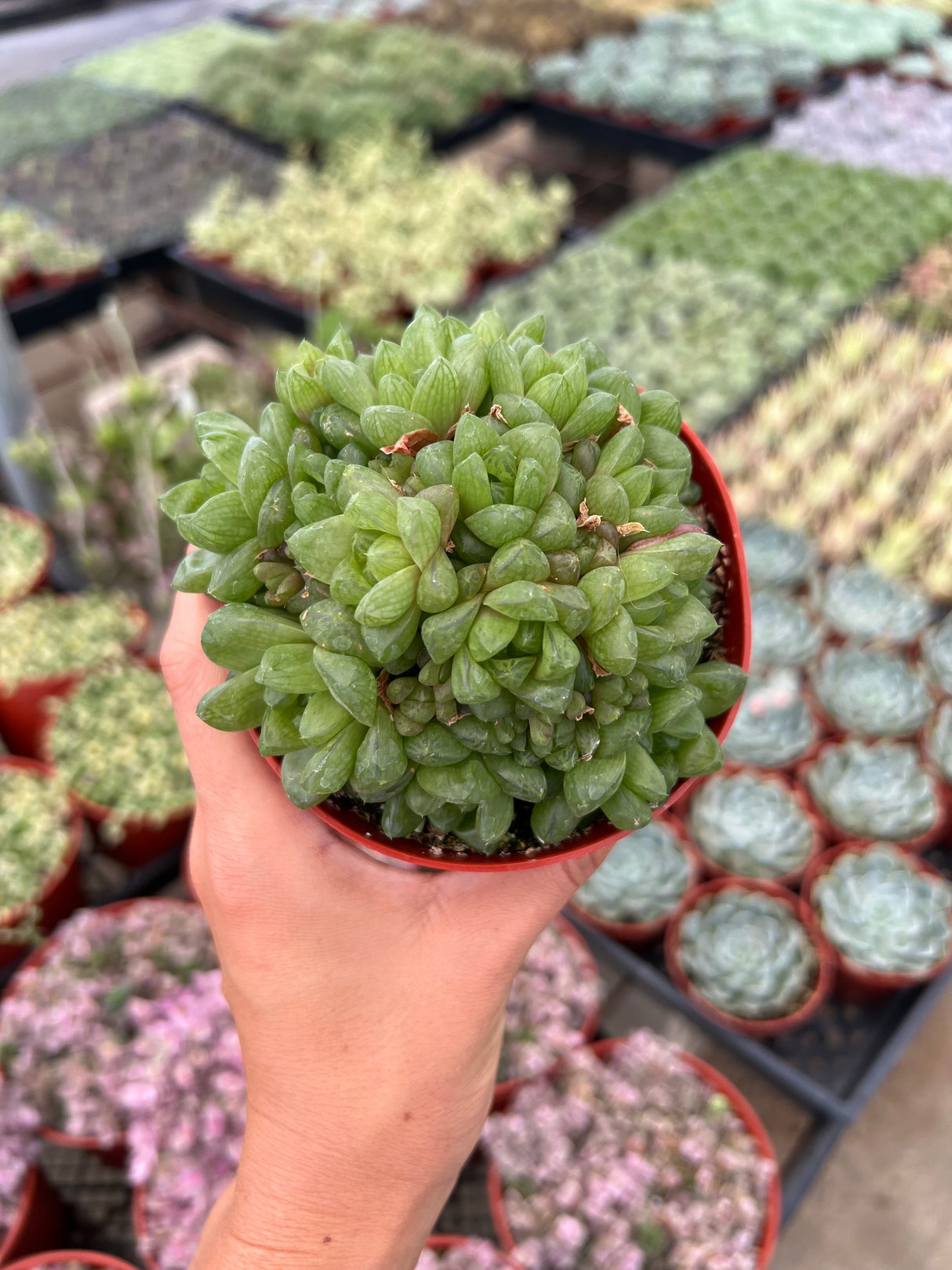 Haworthia Cymbiformis Var. Obtusa (Succulent) - Haworthia Cymbiformis Var. Obtusa