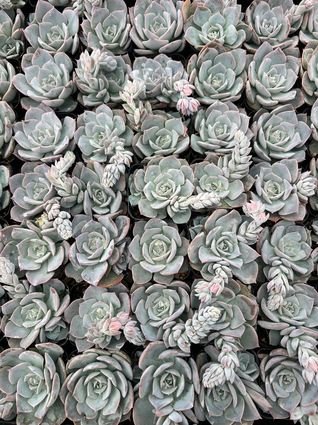 Echeveria Hybrid - Echeveria Subsessilis