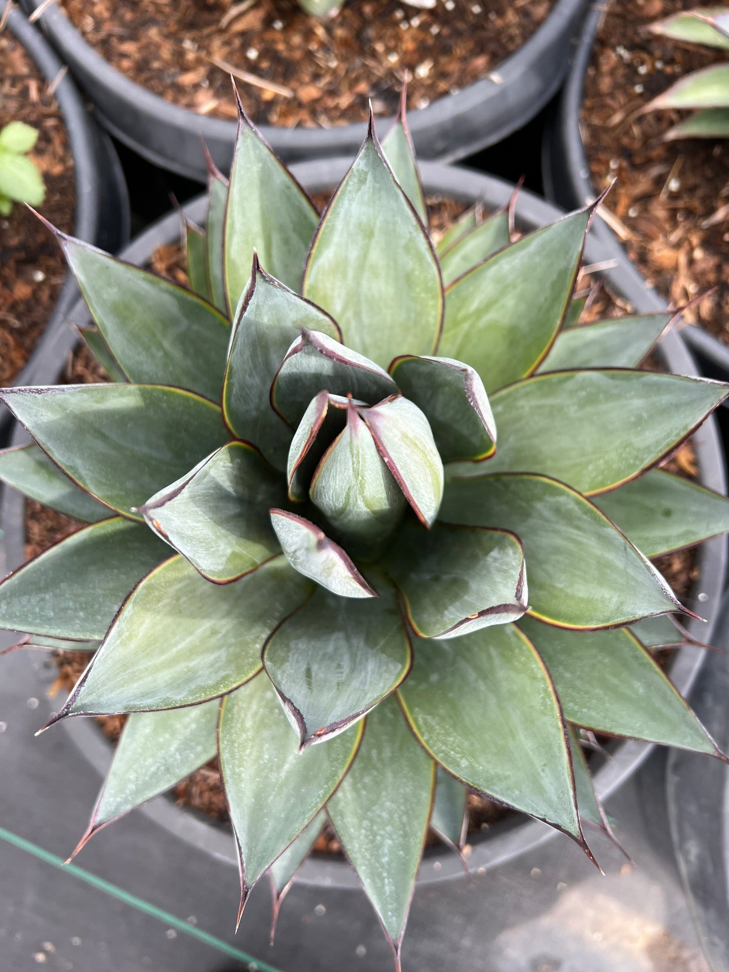 succulent plant agave Agave 'Blue Glow'