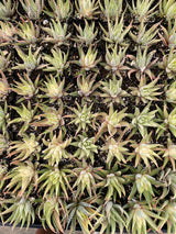 Variegated Zebra Plant - Hawothia fasciata variegata