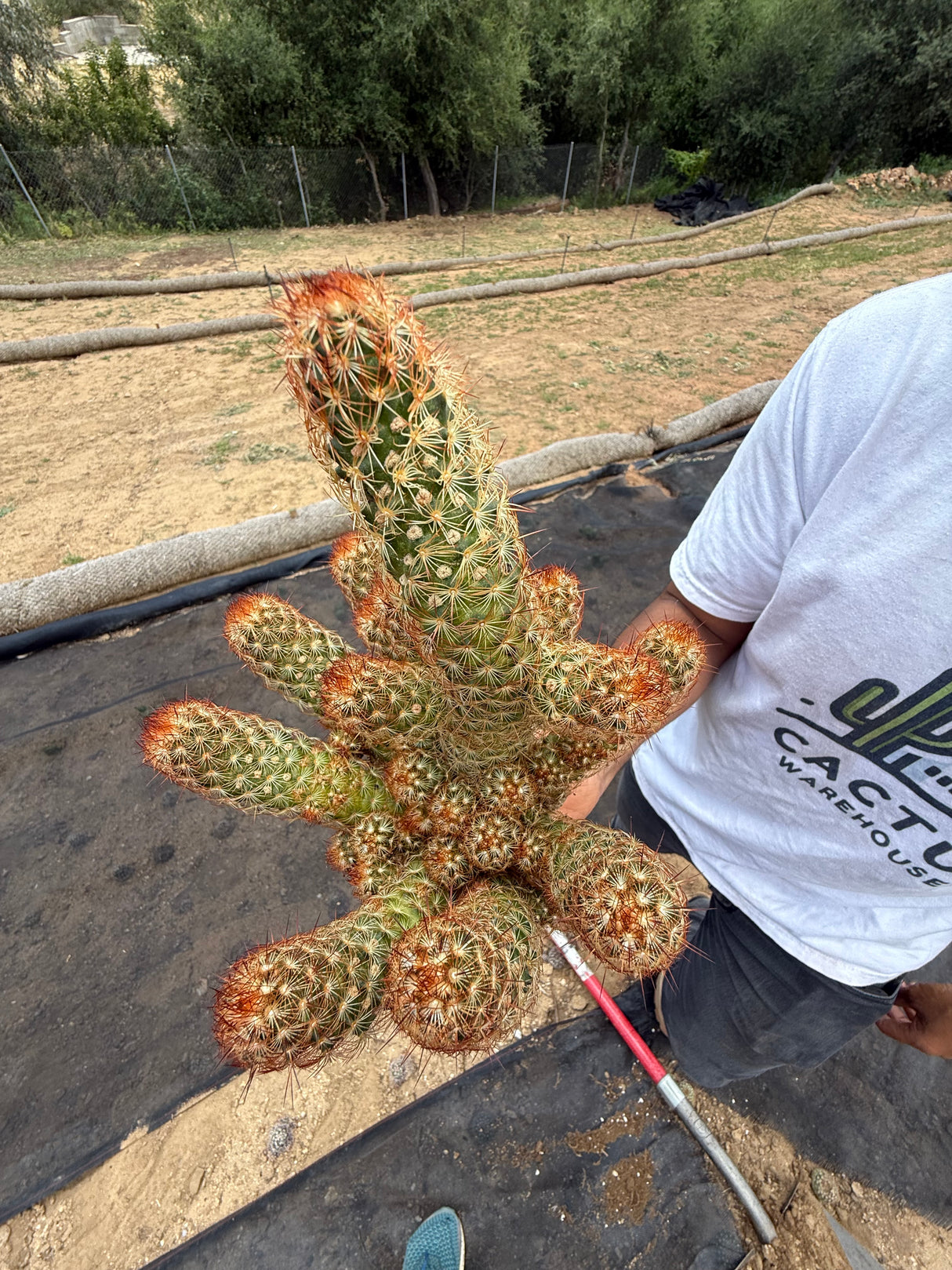 Mammillaria elongata - Copper King