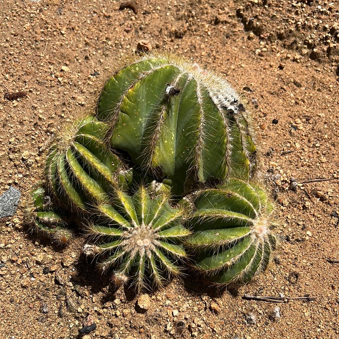 Notocactus magnificus - Parodia magnifica, Ball Cactus