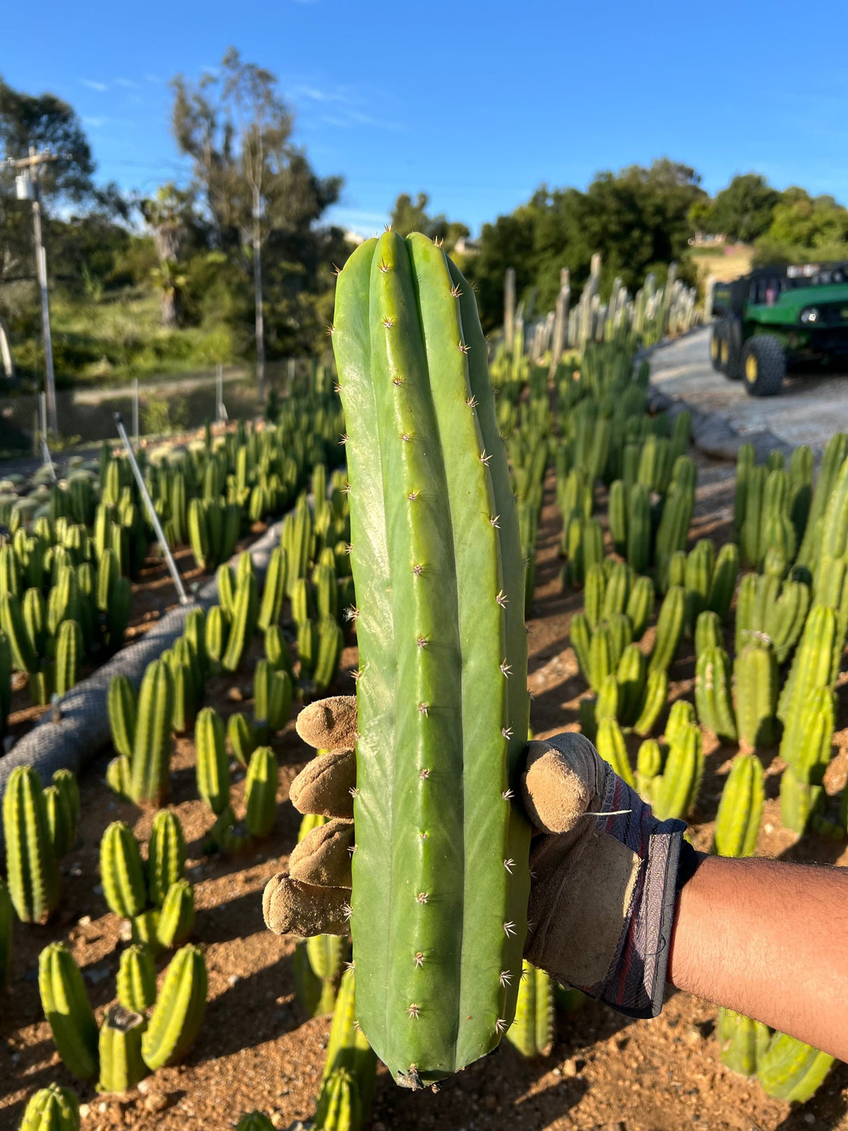🎁 Echinopsis Pachanoi - San Pedro Cactus (100% off)