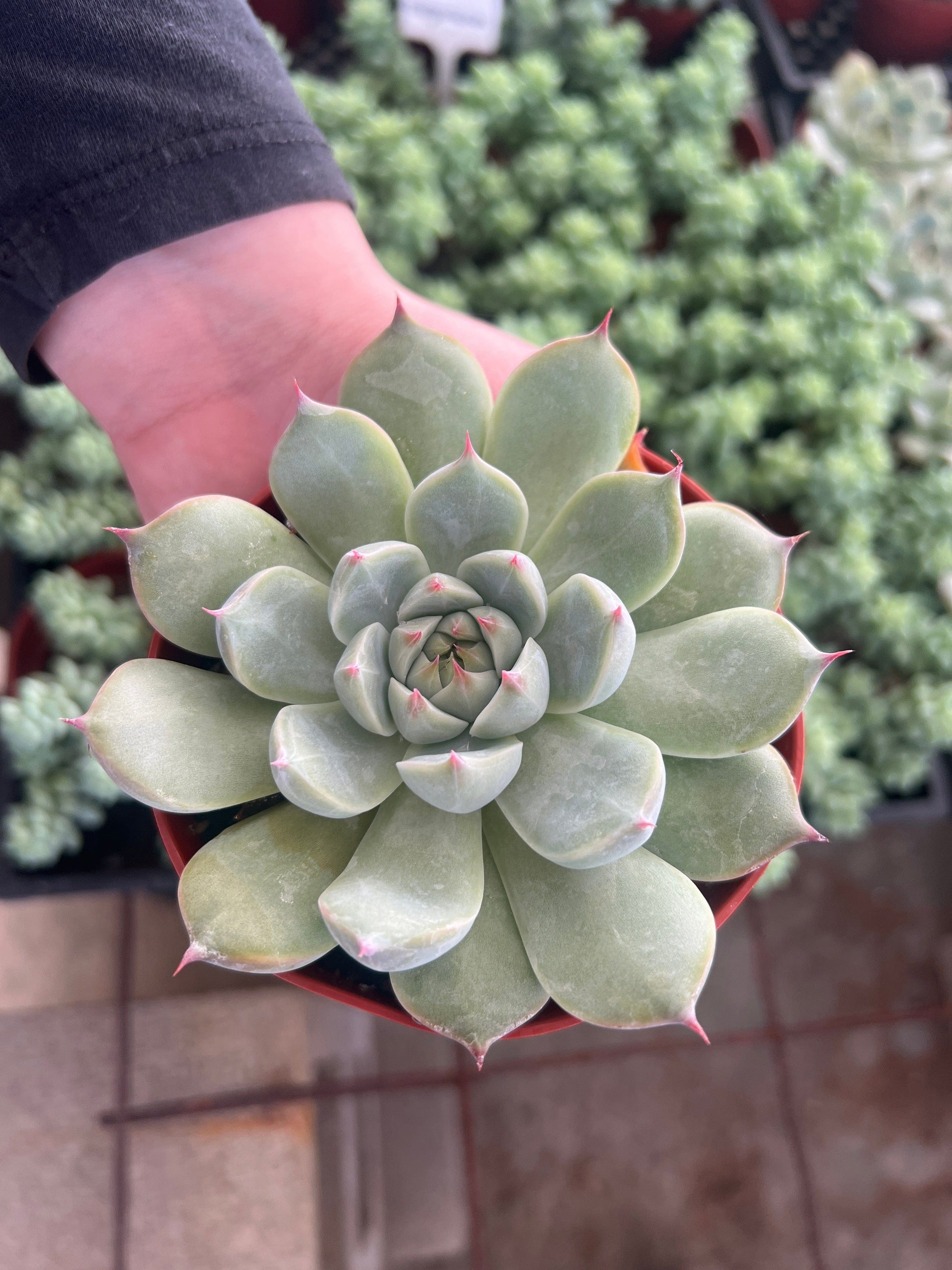 succulent echeveria chinensis Echeveria 'Tippy' - Echeveria