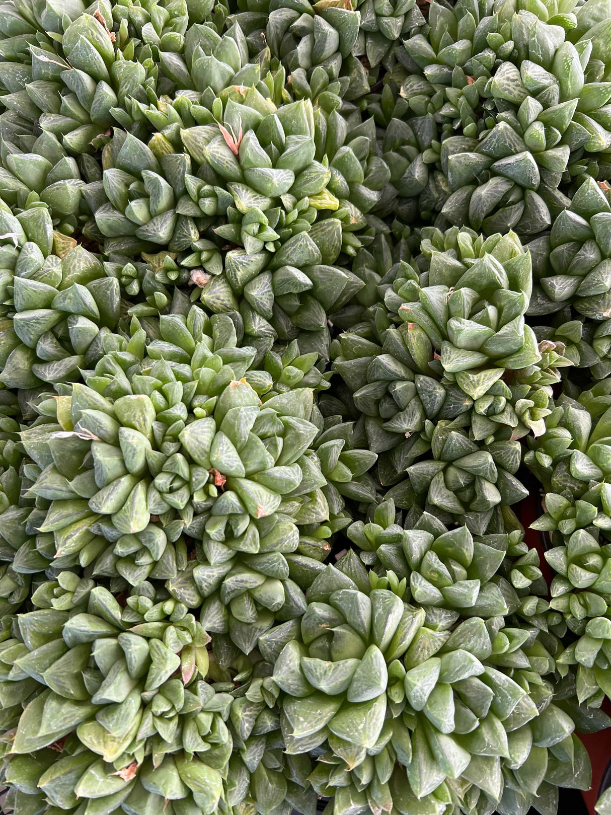 Star Window Plant - Haworthia Cuspidata