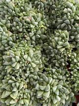 Star Window Plant - Haworthia Cuspidata