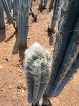 Pilosocereus pachycladus - Blue Torch Cactus (2- 3 piece)