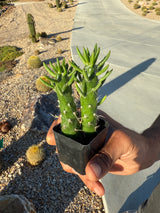 Cholla Cactus - Cylindropuntia cholla