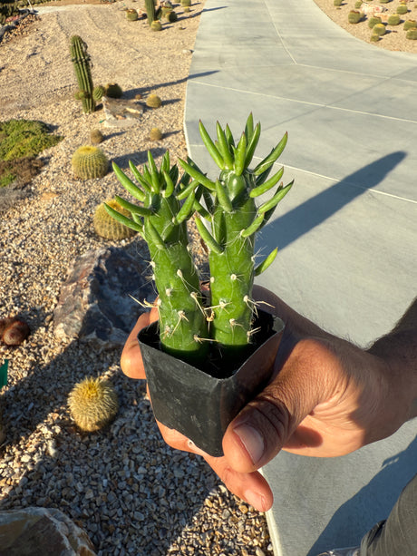 Cholla Cactus - Cylindropuntia cholla