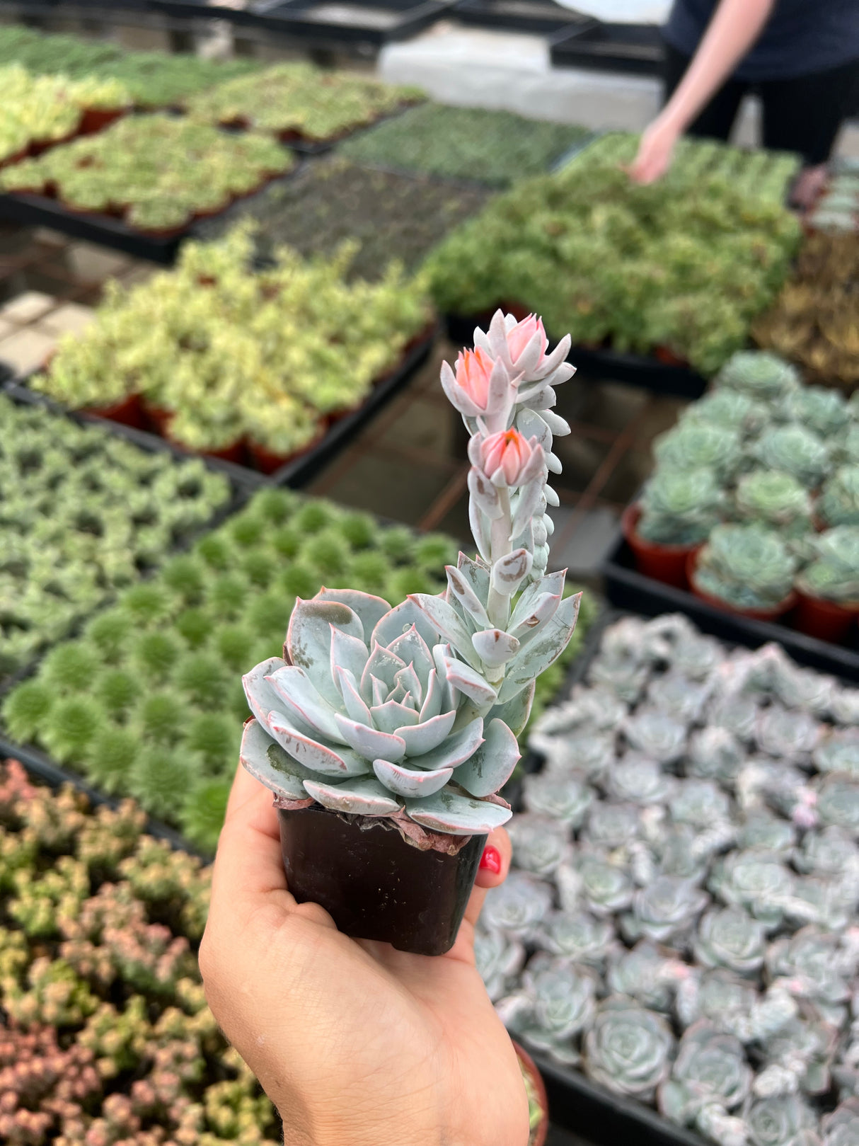 Echeveria Hybrid - Echeveria Subsessilis