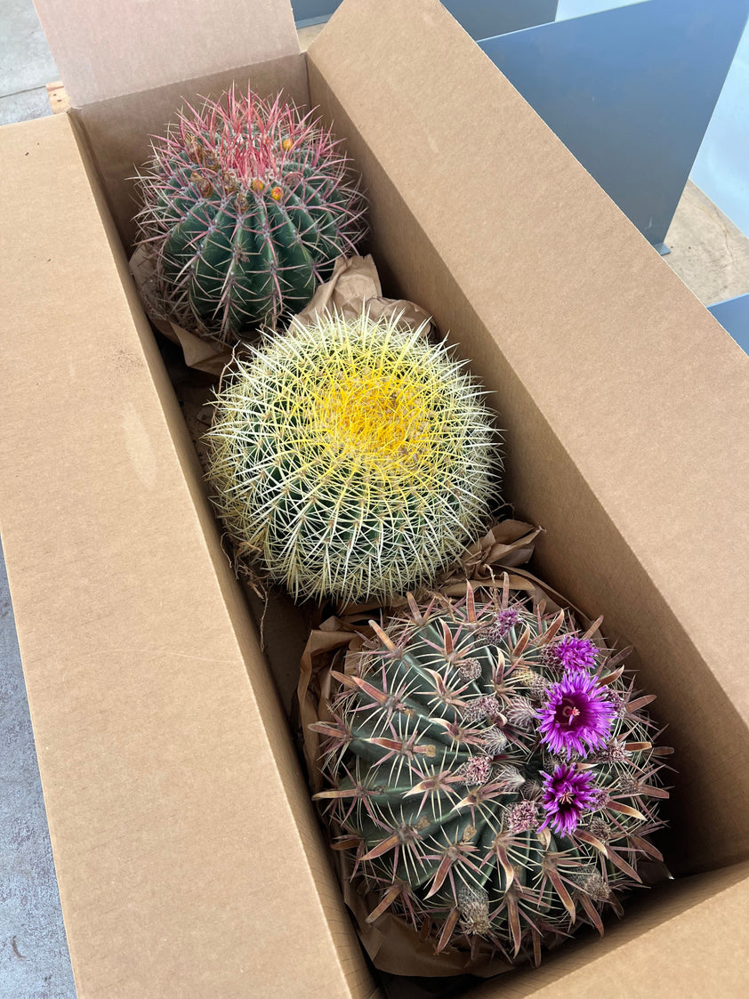 Big Barrel Cactus Bundle for Sale | Value Set – CactusWarehouse