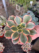 Echeveria & Rosettes