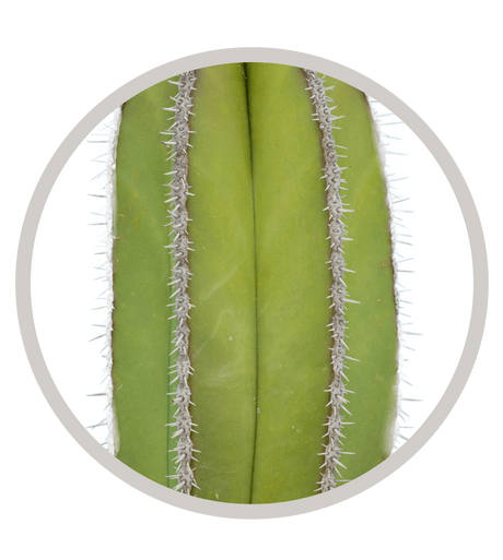 🎁 Mexican Fence Post Cactus - Pachycereus Marginatus (100% off)