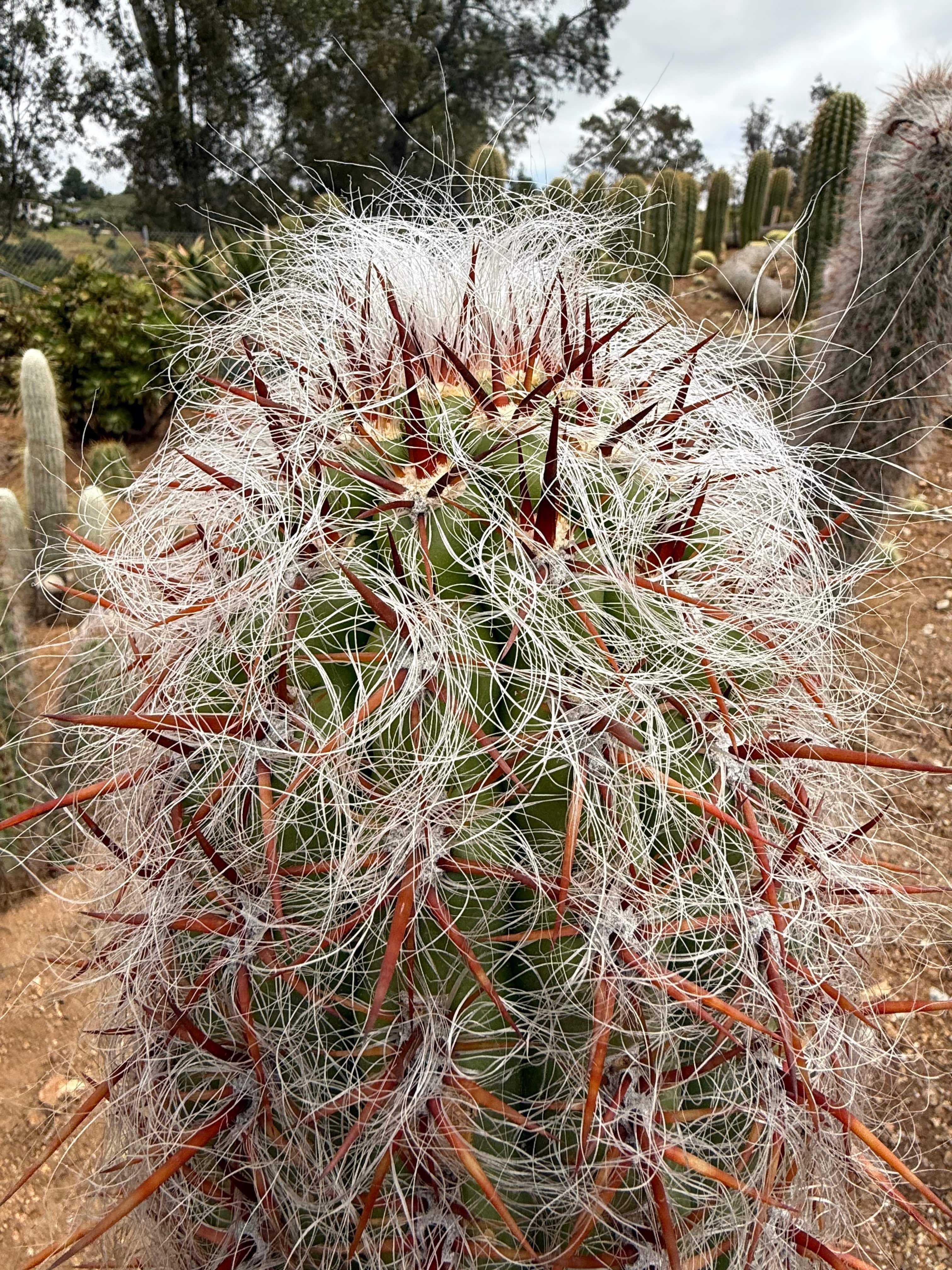 Oreocereus celsianus - Old Man of the Andes Cactus – CactusWarehouse