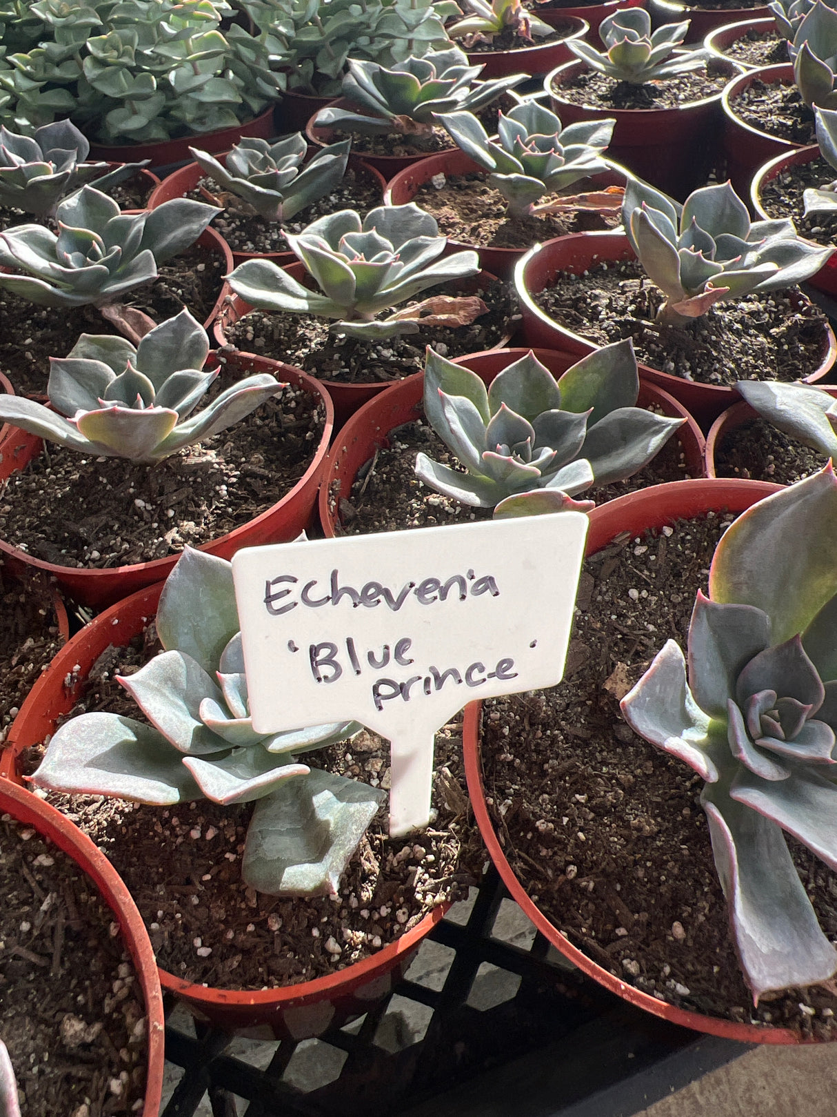Echeveria 'Blue Prince' - Echeveria